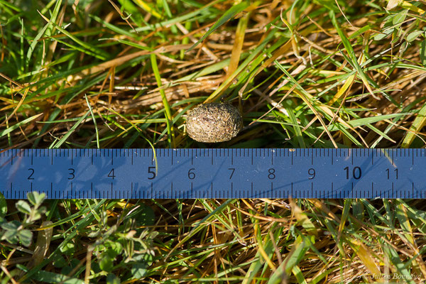 Lièvre d'Europe — Lepus europaeus Pallas, 1778, (laissée) (Lanne (65), France, le 18/01/2021)