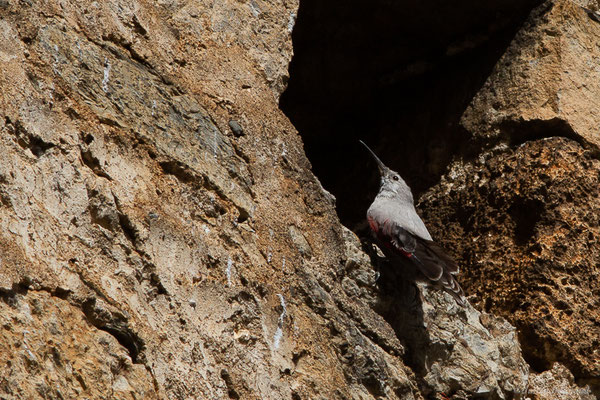 Tichodrome échelette – Tichodroma muraria (Linnaeus, 1766), (Borce (64), France, le 21/03/2022)