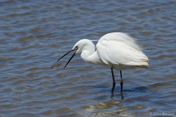 Aigrette garzette — Egretta garzetta (Linnaeus, 1766), (réserve ornithologique du Teich (33), France, le 23/05/2021)