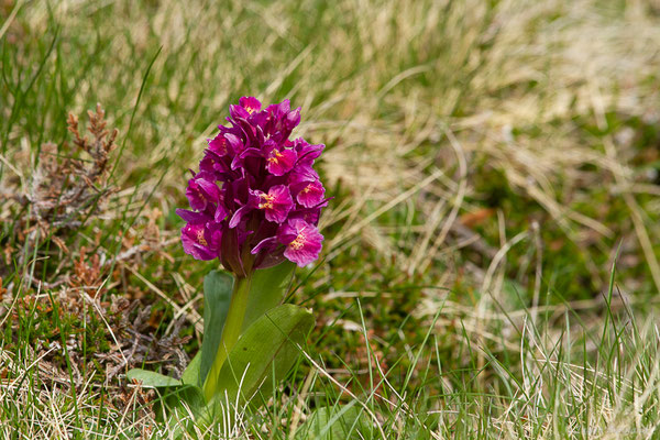 Orchis sureau — Dactylorhiza sambucina (L.) Soó, 1962