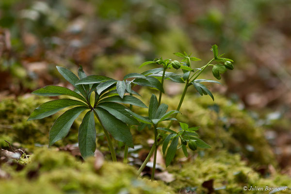 Ellébore vert — Helleborus viridis L., 1753, (Agos-vidalos (65), France, le 02/03/2018)