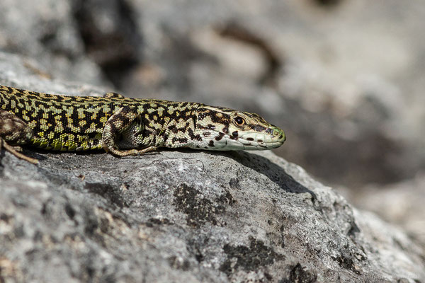 Lézard catalan — Podarcis liolepis (Boulenger, 1905)