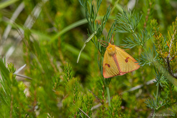 Bordure ensanglantée — Diacrisia sannio (Linnaeus, 1758), (Pihourc, Lieoux (31), France, le 29/05/2019)