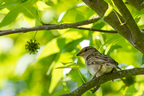 Moineau friquet – Passer montanus (Linnaeus, 1758), (femelle adulte) (Guiche (64), France, le 19/05/2020)