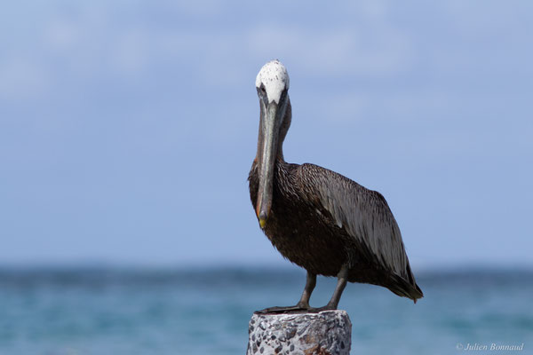 Pélican brun — Pelecanus occidentalis Linnaeus, 1766, (Saint-Anne, Guadeloupe, le 15/05/2016)