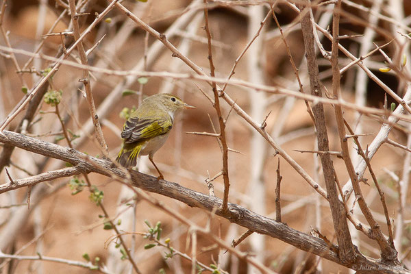Pouillot de Bonelli — Phylloscopus bonelli (Vieillot, 1819), (Msseyed (Guelmim-Oued Noun), Maroc, le 29/01/2024)