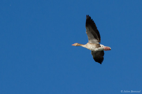 Oie cendrée — Anser anser (Linnaeus, 1758), (Saligue d'Artix (64), France, le 13/05/2019)