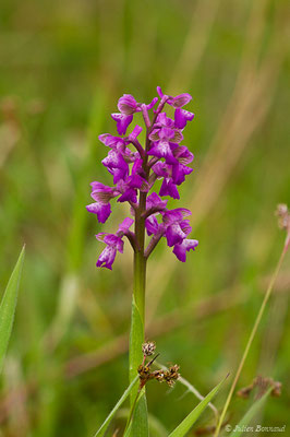 Orchis bouffon — Anacamptis morio (L.) R.M.Bateman, Pridgeon & M.W.Chase, 1997