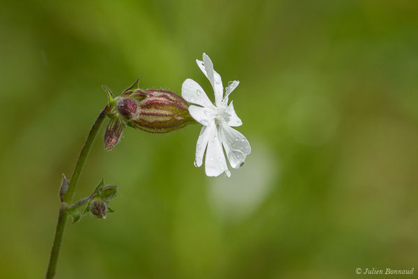 Compagnon blanc – Silene latifolia Poir., 1789, (La Brède (33), France, le 11/06/2019)