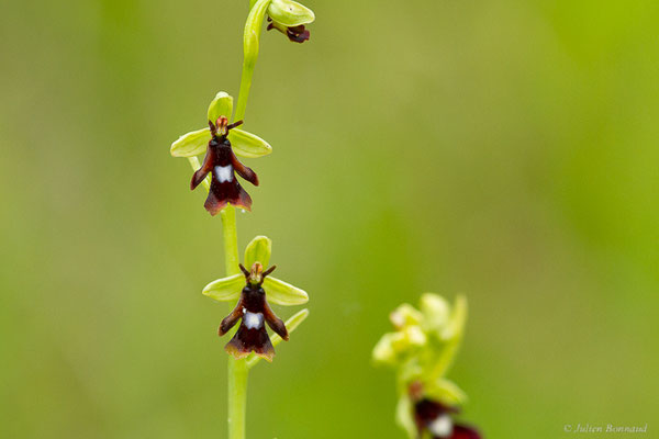 Ophrys mouche — Ophrys insectifera L., 1753, (Garlin (64), France, le 12/05/2022)