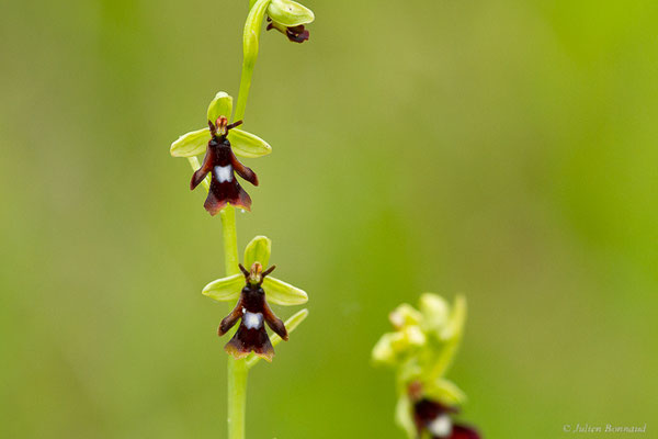 Ophrys mouche — Ophrys insectifera L., 1753