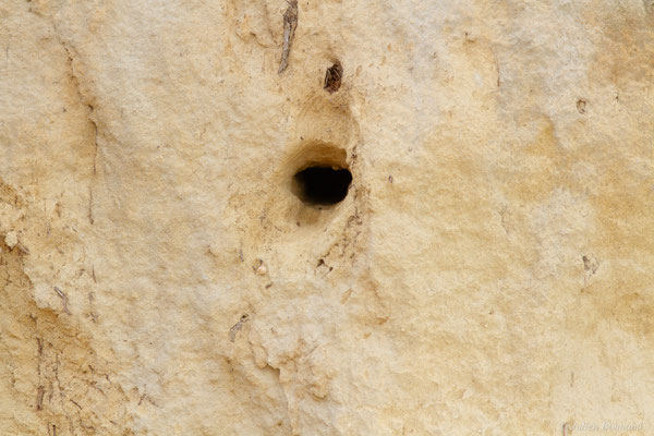 Hirondelle de rivage — Riparia riparia (Linnaeus, 1758)