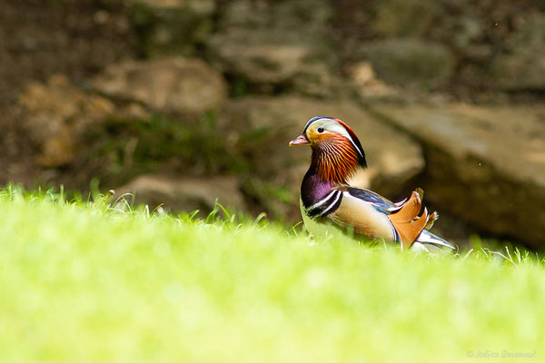 Canard mandarin — Aix galericulata (Linnaeus, 1758), (mâle), (Parc animalier de Nahuques, Mont-de-Marsan (40), France, le 19/05/2023)