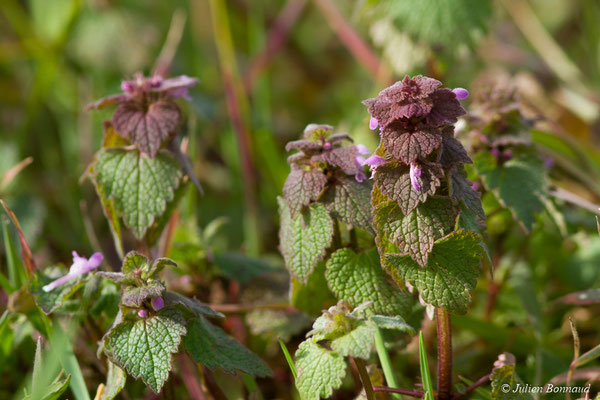 Lamier pourpre — Lamium purpureum L., 1753