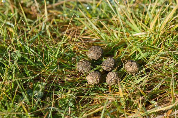 Lièvre d'Europe — Lepus europaeus Pallas, 1778, (laissée) (Lanne (65), France, le 18/01/2021)