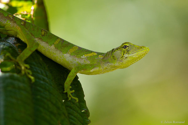 Polychre marbré — Polychrus marmoratus (Linnaeus, 1758), (juvénile), (Macouria, Guyane, le 21/08/2016)