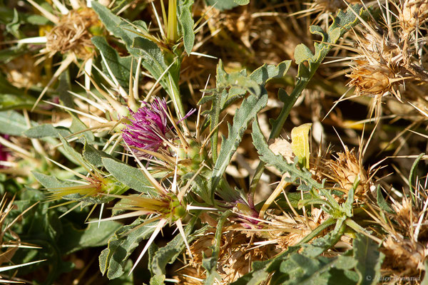 Centaurée chausse-trappe — Centaurea calcitrapa L., 1753, (Ammelne, (Souss-Massa), Maroc, le 06/02/2023)