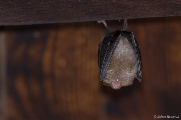 Petit rhinolophe – Rhinolophus hipposideros (Borkhausen, 1797), (Parbayse (64), France, le 22/08/2019)