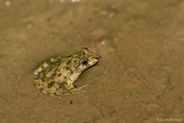 Pélodyte ponctué — Pelodytes punctatus (Daudin, 1803), (Braud-et-Saint-Louis (33), le 06/03/2018)