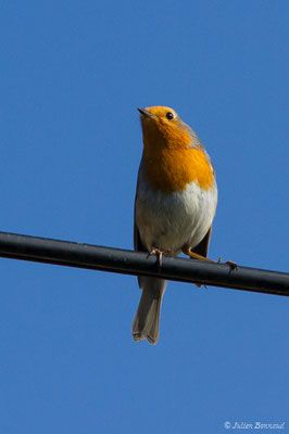 Rougegorge familier — Erithacus rubecula (Linnaeus, 1758), (Bidart (64), France, le 23/10/2018)