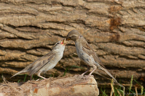 Moineau domestique — Passer domesticus (Linnaeus, 1758), (Anglet (64), France, le 10/08/2024)