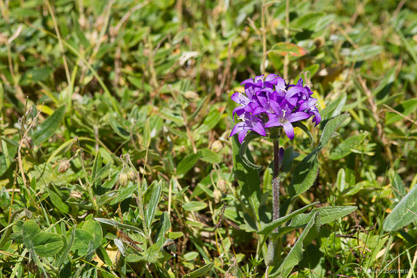 Campanule agglomérée — Campanula glomerata L., 1753, (Station de ski de Gourette, Eaux Bonnes (65), France, le 30/07/2020)