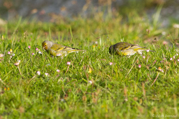 Venturon montagnard — Carduelis citrinella (Pallas, 1764), (Station de ski de La Pierre Saint-Martin, Arette, (64), France, le 18/05/2020)