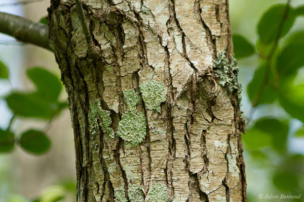 Aulne glutineux — Alnus glutinosa (L.) Gaertn., 1790, (Bayonne (64), France, le 06/05/2021)