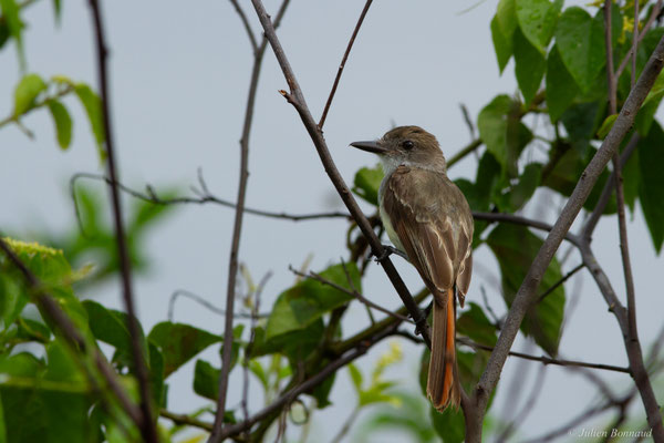 Tyran de Wied — Myiarchus tyrannulus (Statius Müller, 1776)