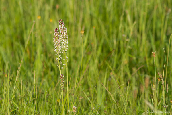 Orchis brûlé — Neotinea ustulata (L.) R.M.Bateman, Pridgeon & M.W.Chase, 1997
