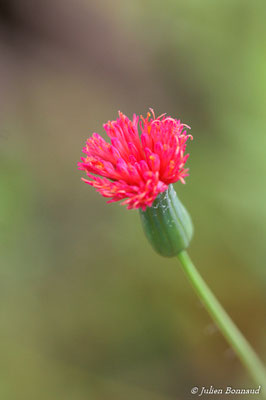 Emilia sonchifolia (Centre Spatial Guyanais, Kourou, le 12/05/2014)