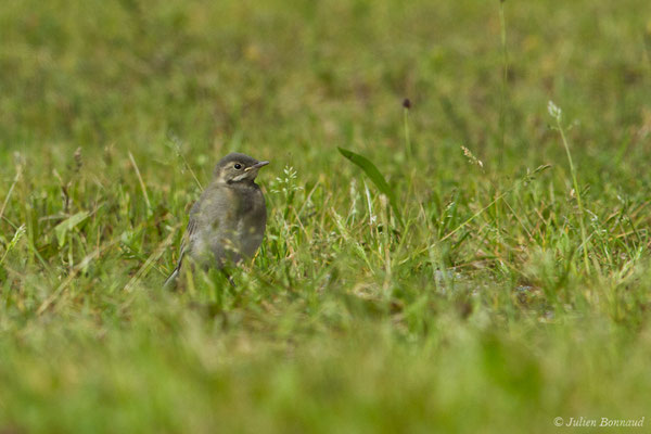 Bergeronnette grise – Motacilla alba Linnaeus, 1758, (juvénile) (Agos-Vidalos (65), France, le 25/05/2018)