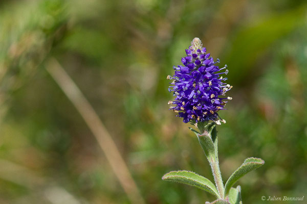 Véronique en épi — Veronica spicata L., 1753, (Laruns (64), France, le 03/08/2019)