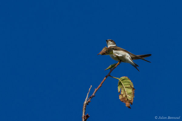 Hirondelle de fenêtre (Delichon urbicum) (Parbayse (64), France, le 15/09/2017)