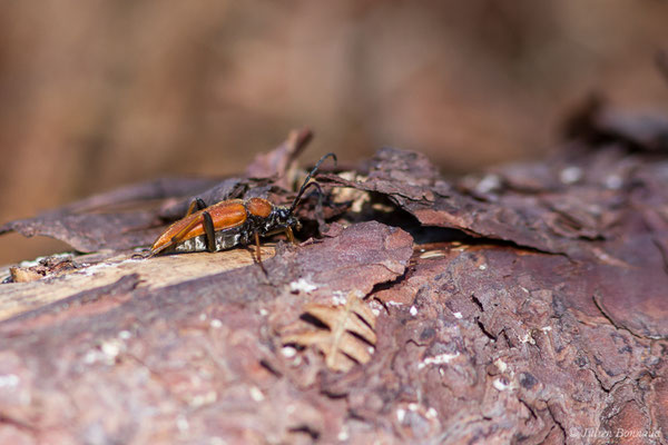 Lepture rouge (Stictoleptura rubra) (Le Pian-Médoc (33), France, le 12/07/2018)