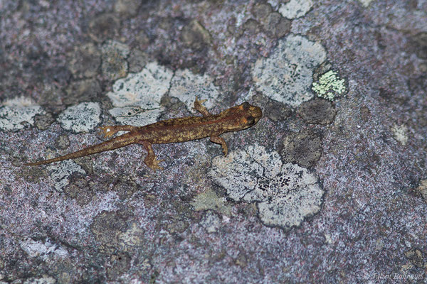 Euprocte de Corse — Euproctus montanus (Savi, 1838)