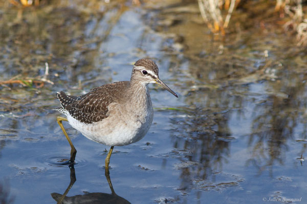 Chevalier sylvain — Tringa glareola Linnaeus, 1758, (Réserve ornithologique du Teich (33), France, le 18/10/2022)
