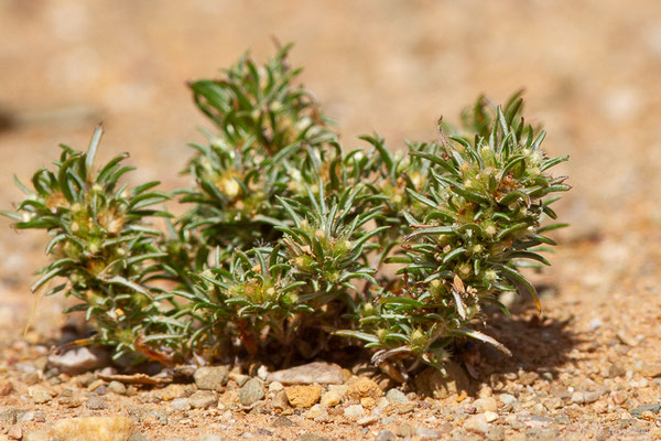 Gnaphale en epi — Ifloga spicata (Forssk.) Sch.Bip., 1836, (Msseyed (Guelmim-Oued Noun), Maroc, le 24/03/2024)