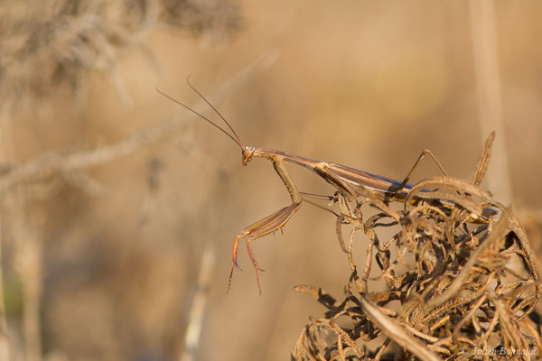 Mante religieuse — Mantis religiosa (Linnaeus, 1758), (mâle adulte), (Sagres (Vila do Bispo), (Algarve), Portugal, le 30/08/2018)