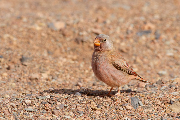 Roselin githagine — Bucanetes githagineus (Lichtenstein, 1823), (Msseyed (Guelmim-Oued Noun), Maroc, le 26/03/2024)