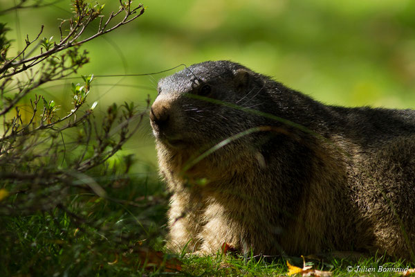 Marmotte des Alpes, Marmotte – Marmotta marmotta (Linnaeus, 1758),  (Parc animalier des pyrénées, Argelès-Gazost (65), France, le 03/10/2017)