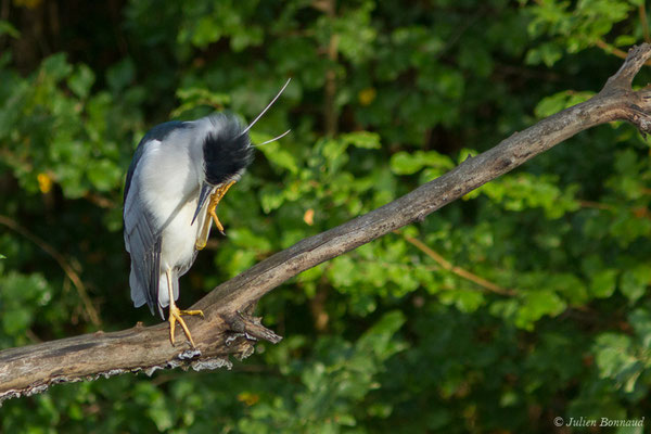 Bihoreau gris — Nycticorax nycticorax (Linnaeus, 1758)