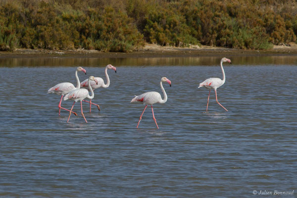 Flamant rose – Phoenicopterus roseus Pallas, 1811, (Ria Formosa (Faro), (Algarve), Portugal, le 01/09/2018)