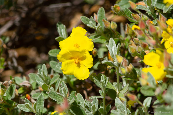 Hélianthème faux-alysson — Cistus lasianthus subsp. alyssoides (Lam.) Demoly, 2006, (Parc naturel du lac de Sanabria (Zamora), Espagne, le 05/07/2022)