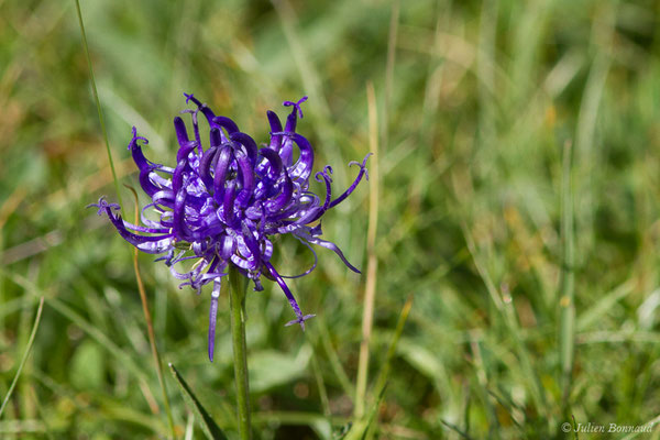 Raiponce hémisphérique — Phyteuma hemisphaericum L., 1753, (Col du Pourtalet, Laruns (64), France, le 06/07/2019)