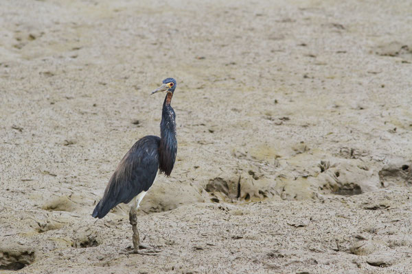 Aigrette tricolore — Egretta tricolor (Statius Müller, 1776), (adulte), (Dégrad des Cannes, Remire-montjoly, le 31/12/2015)