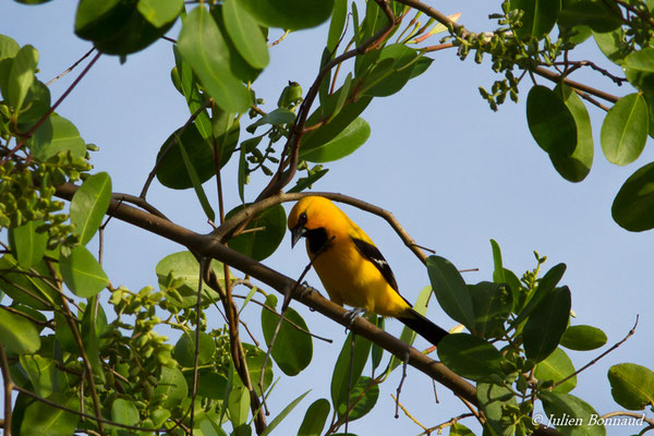Oriole jaune (Icterus nigrogularis) (adulte) (Ponton des pêcheurs, Kourou, le 25/01/2017)