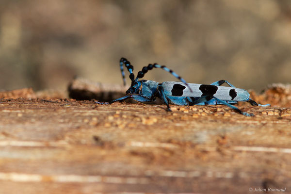 Rosalie des Alpes — Rosalia alpina (Linnaeus, 1758), (Bedous (64), France, le 03/08/2025)