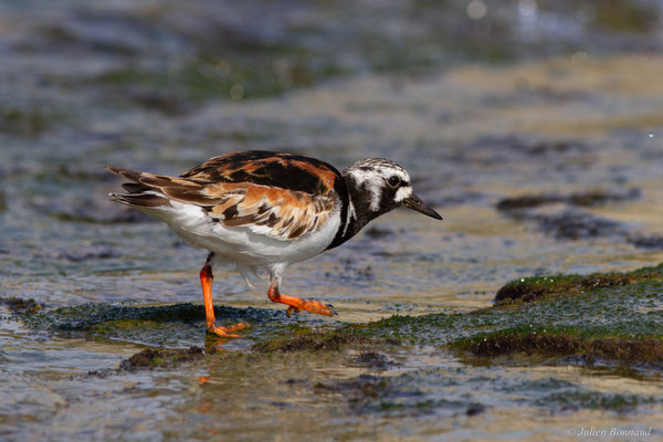 Tournepierre à collier — Arenaria interpres (Linnaeus, 1758), (Anglet (64), France, le 10/08/2024)