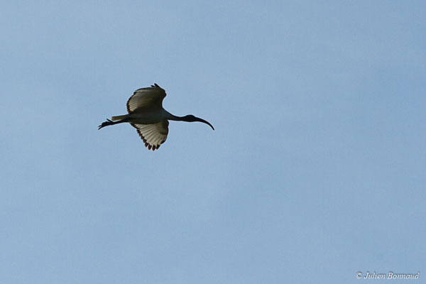 Ibis sacré — Threskiornis aethiopicus (Latham, 1790), (adulte) (Réserve Naturelle des Marais de Séné (56), France, le 19/11/2017)